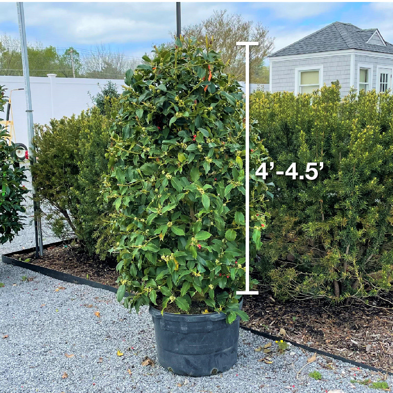 HOLLY OAKLEAF 4-4.5' 15G